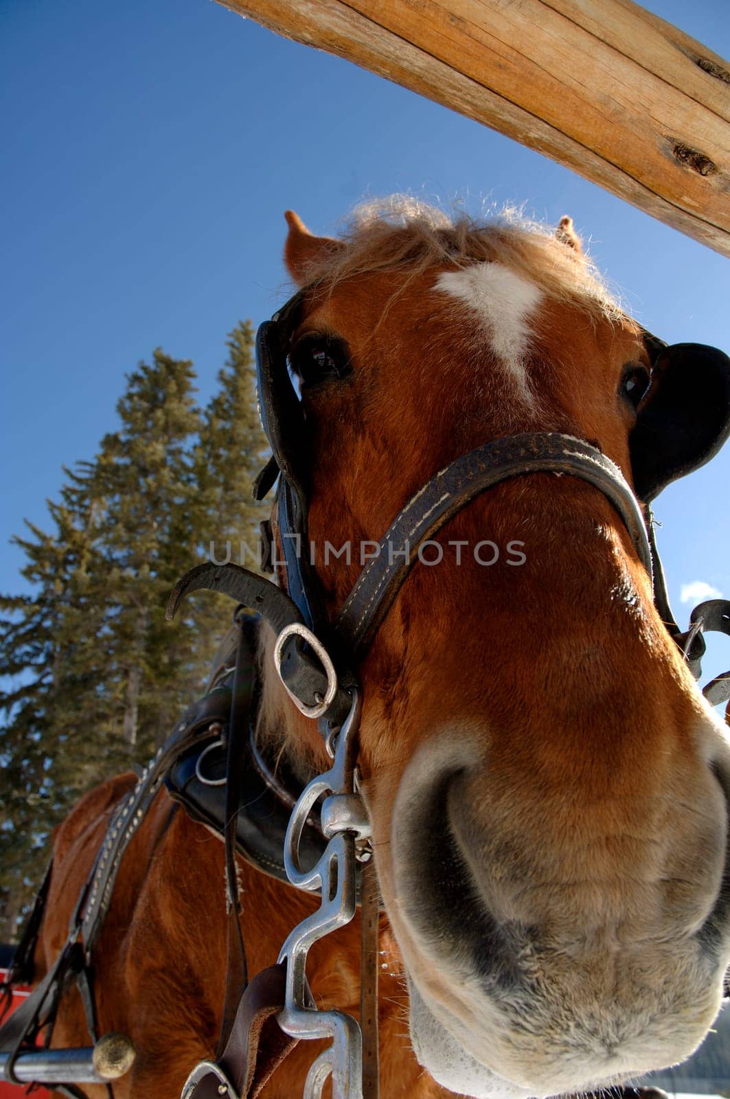 A carriage horse in winter