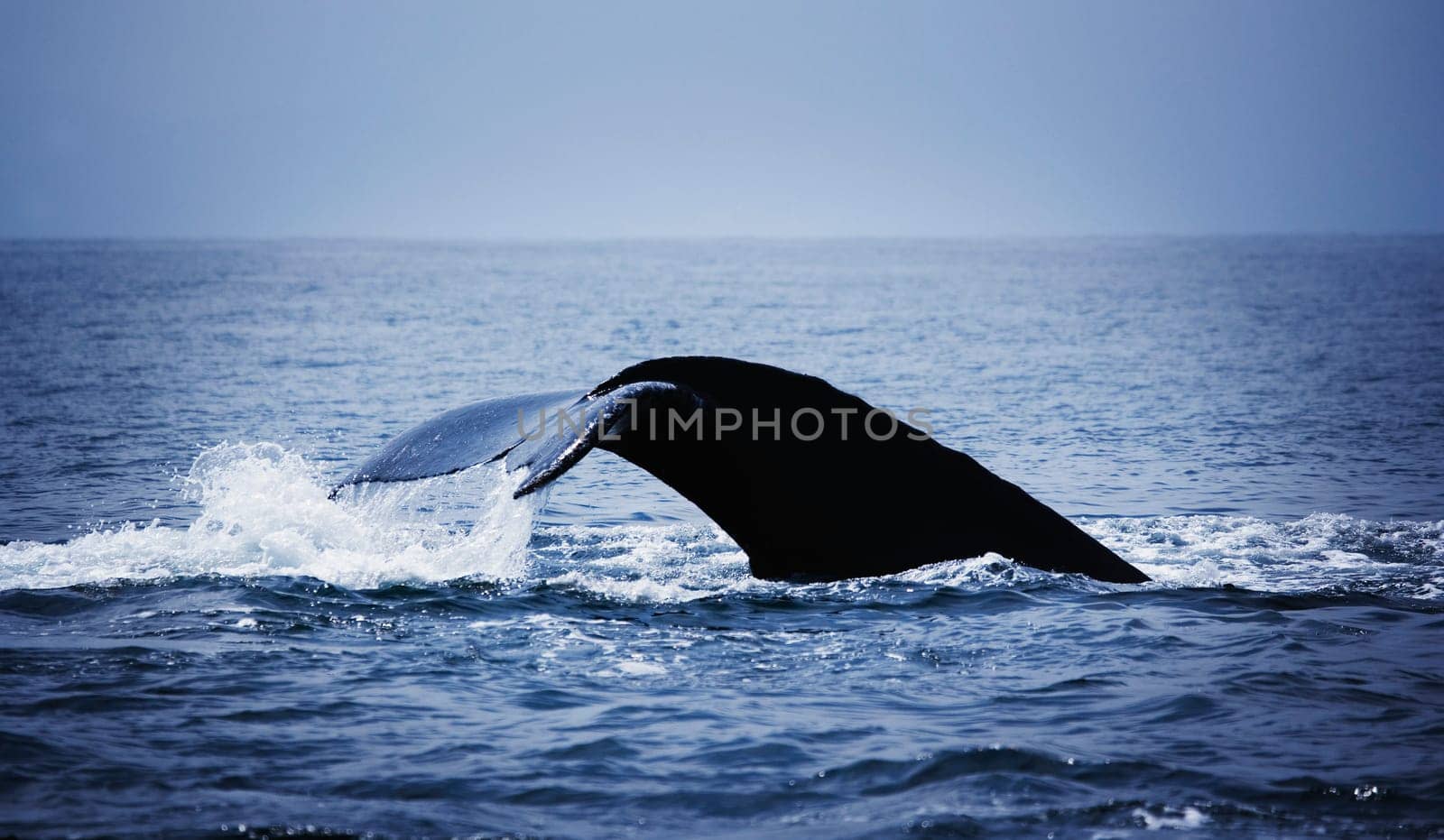 Whale's tail