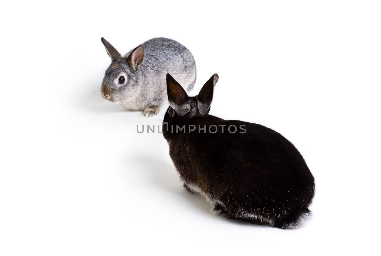Pair of rabbits