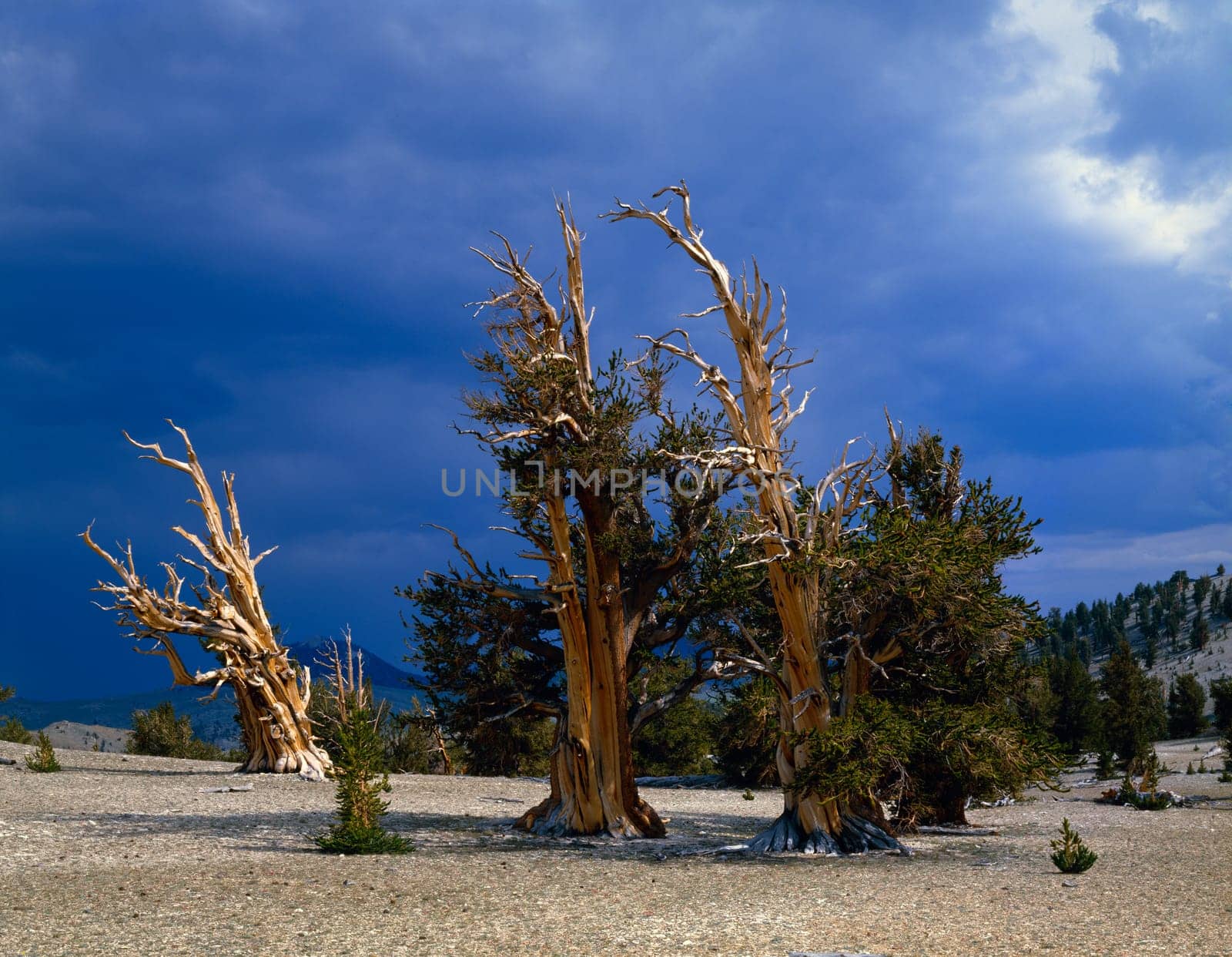 A grove of bristlecone pines, Inyo National Forest