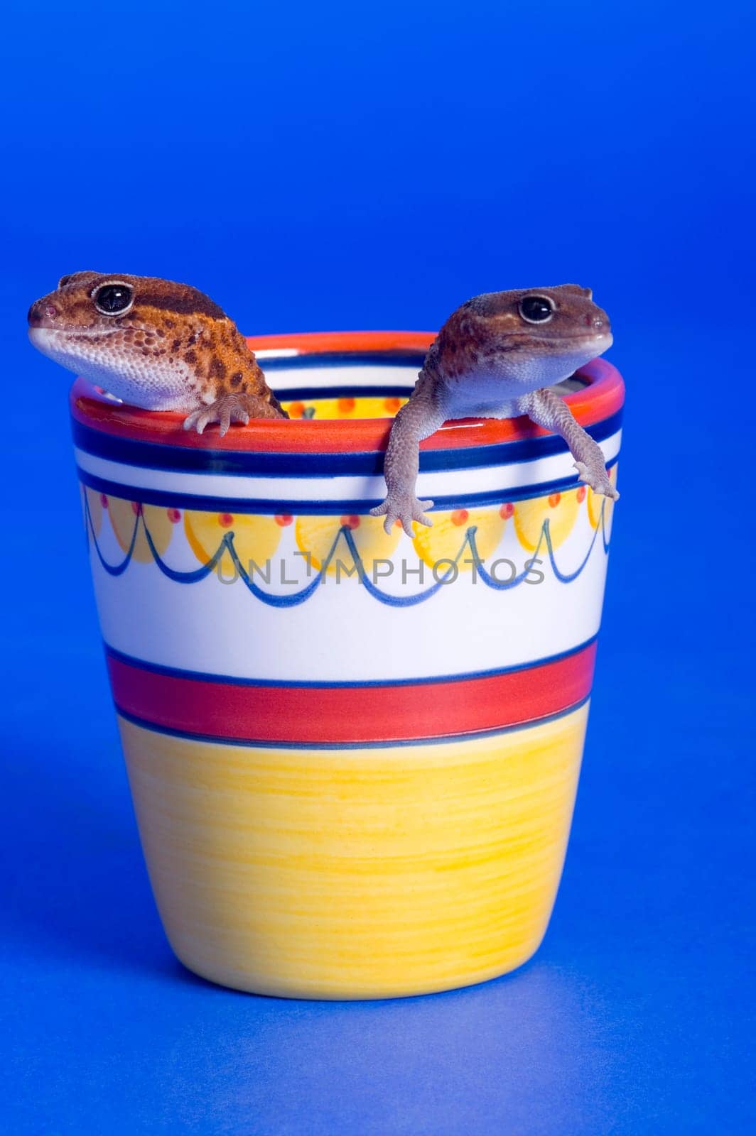 Cup 'O Lizards