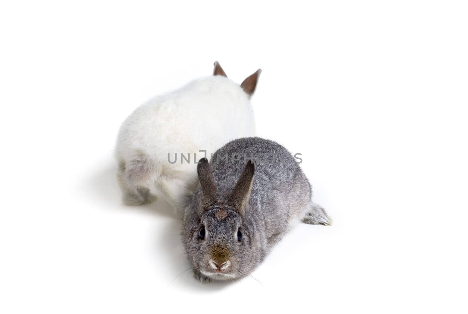Easter Bunny Rabbits