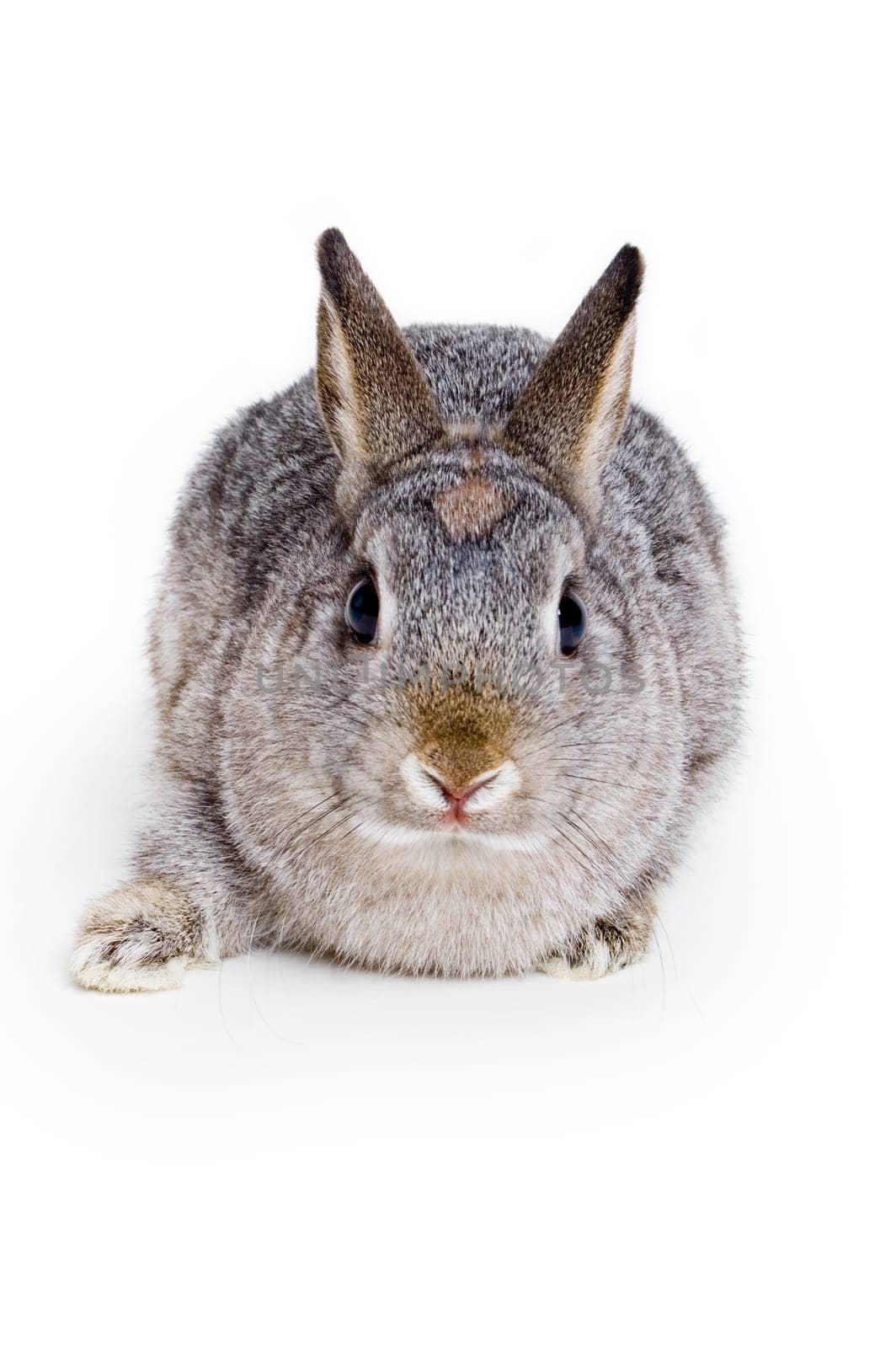 Bunny Rabbit