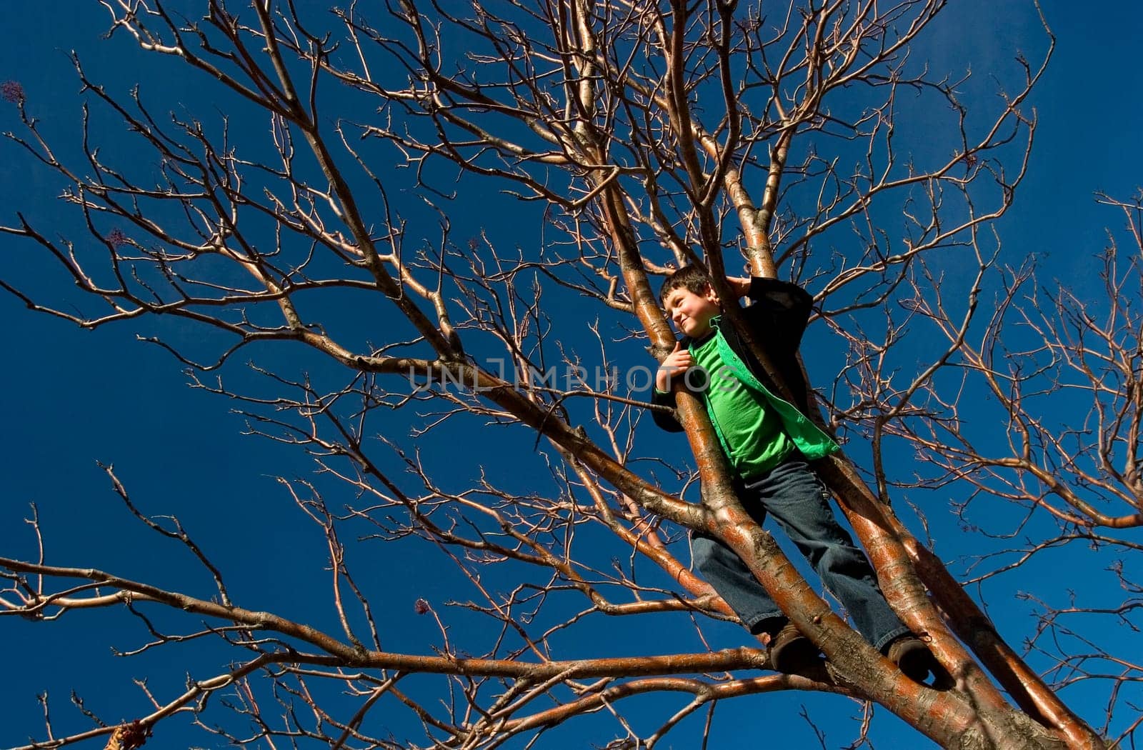 Boy standing in tree