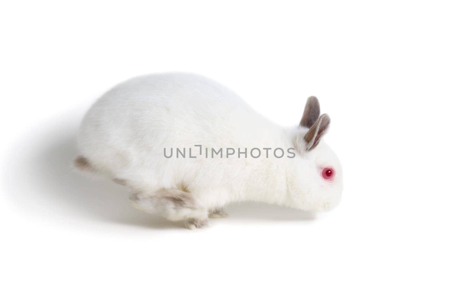 White rabbit