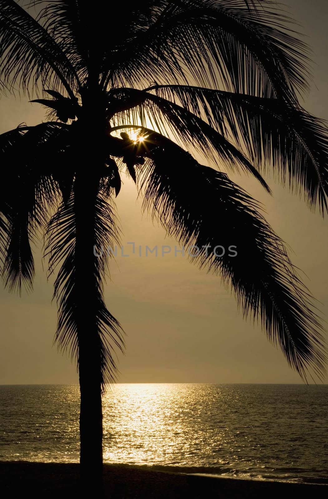 Silhouette of palm tree