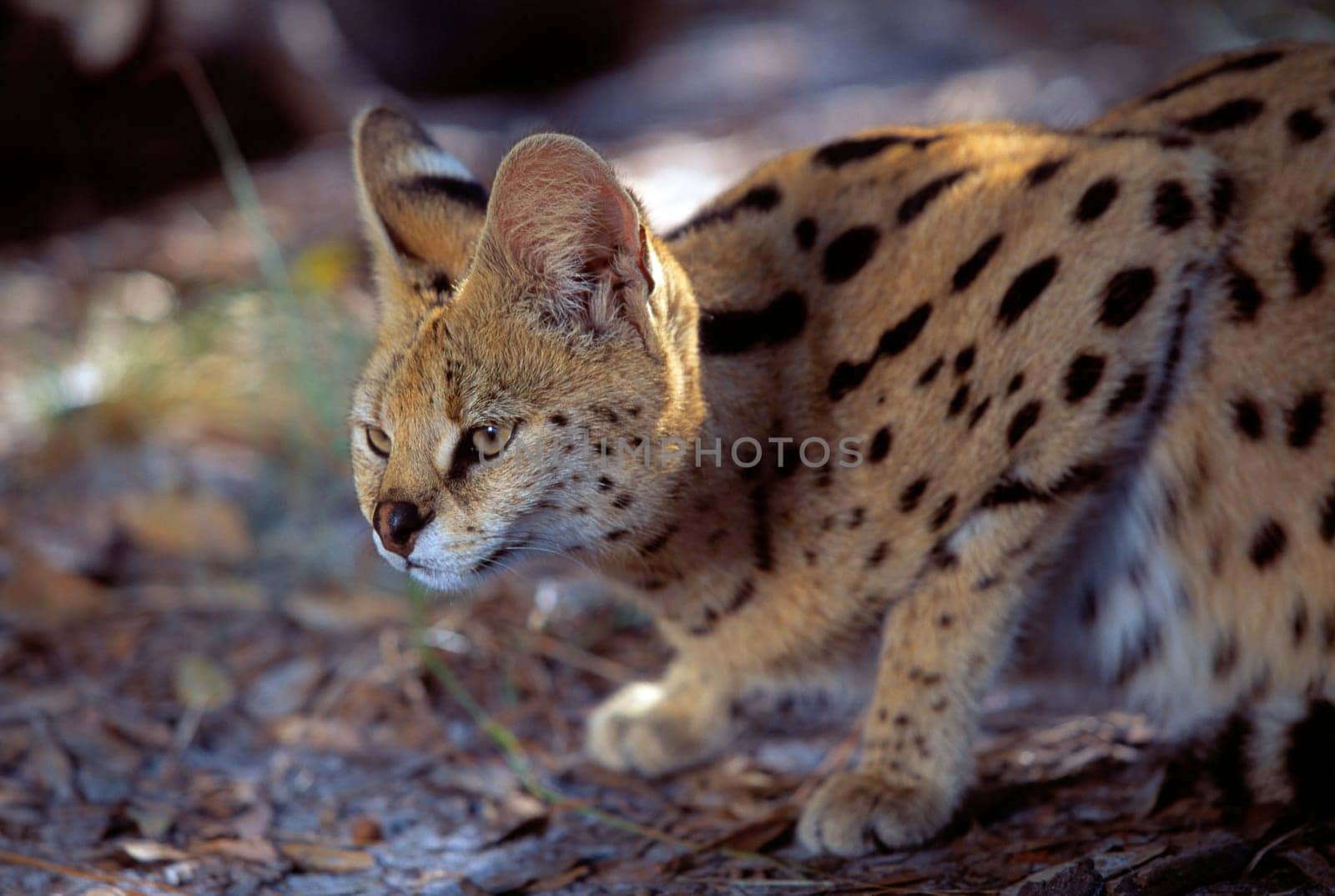 Crouched Serval cat