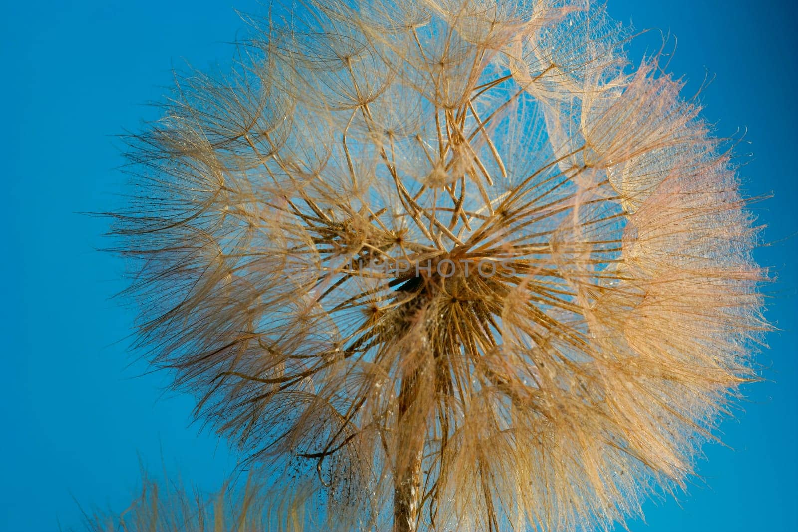 A close-up of a dandelion