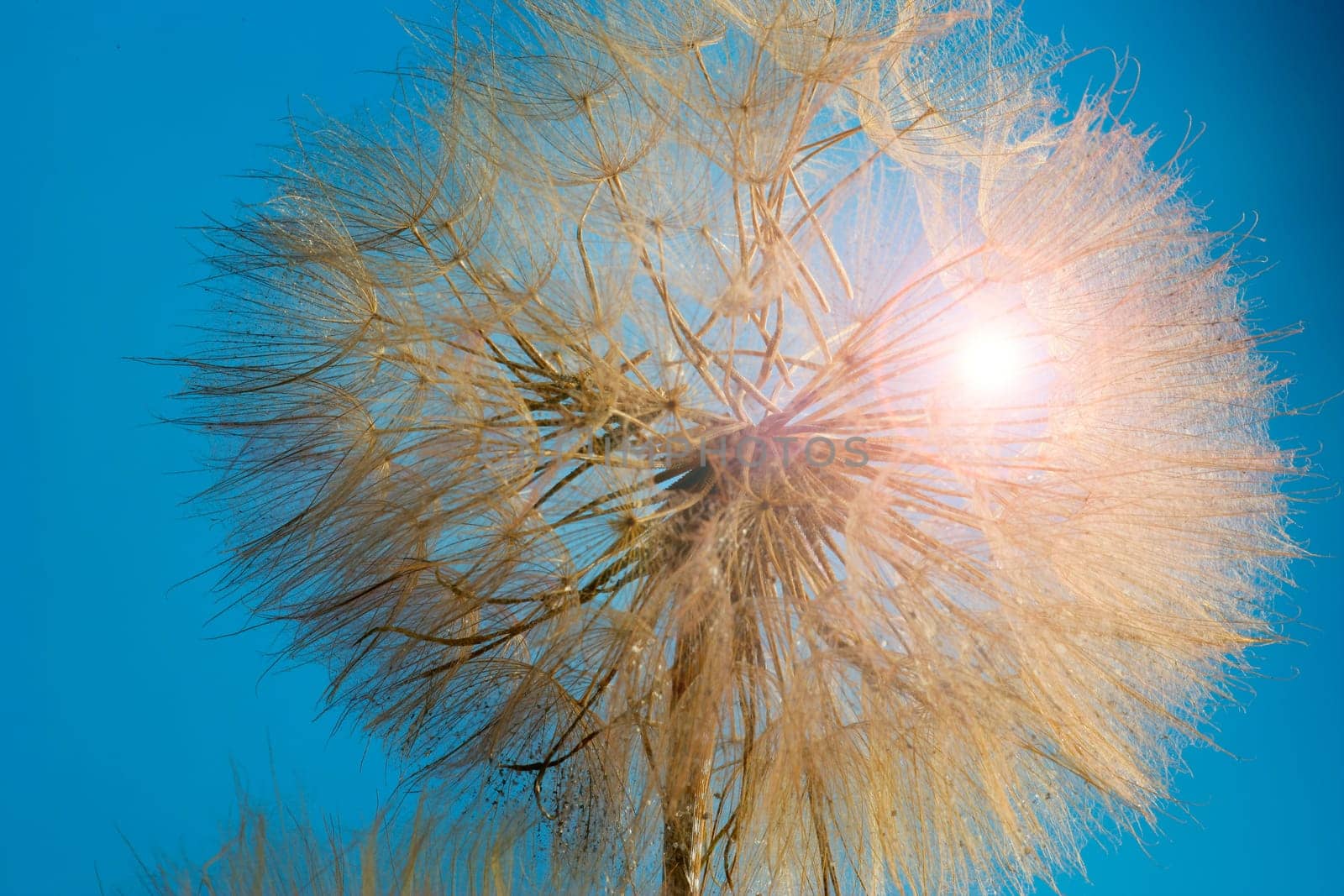 A close-up of a dandelion