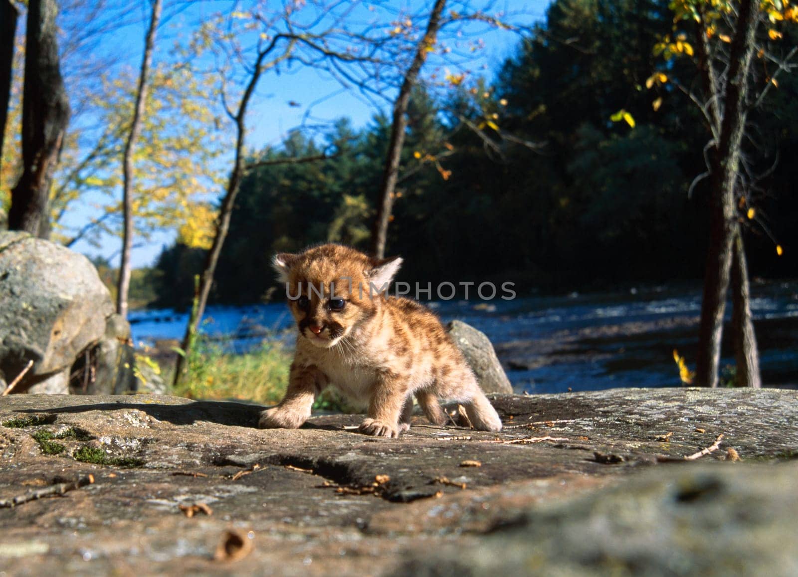 Cougar cub
