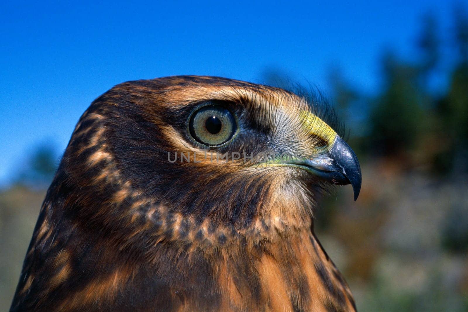 Northern harrier raptor in profile