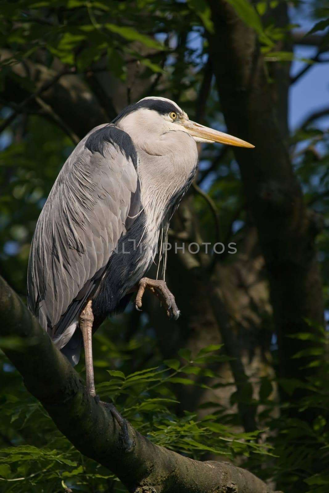 Grey heron standing on branch in tree
