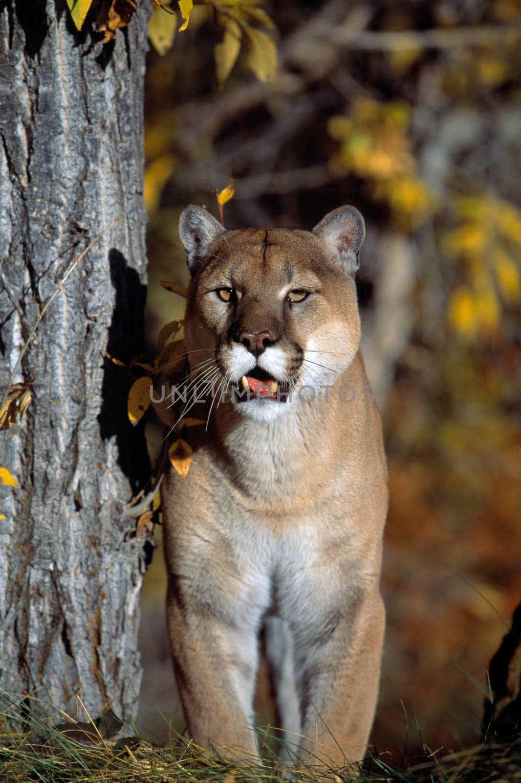 Mountain lion