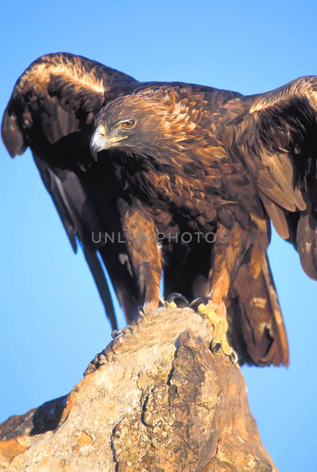 Perched Golden Eagle