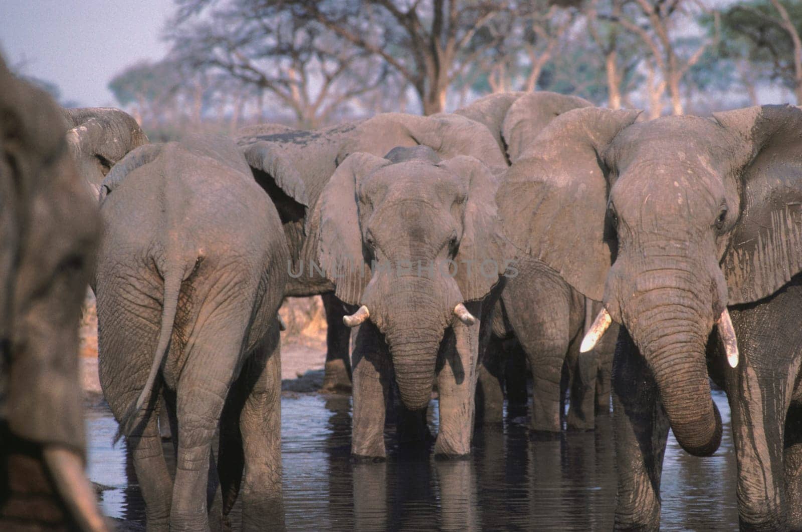 Elephant herd at a waterhole in Africa