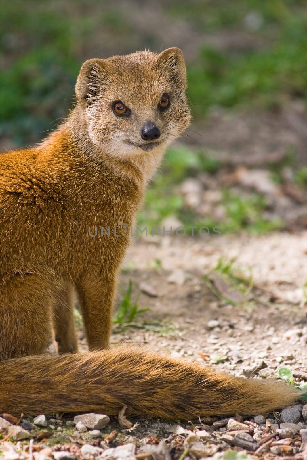 yellow mongoose or red meerkat