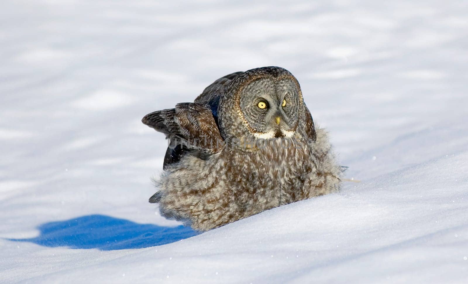 Great grey owl in snow