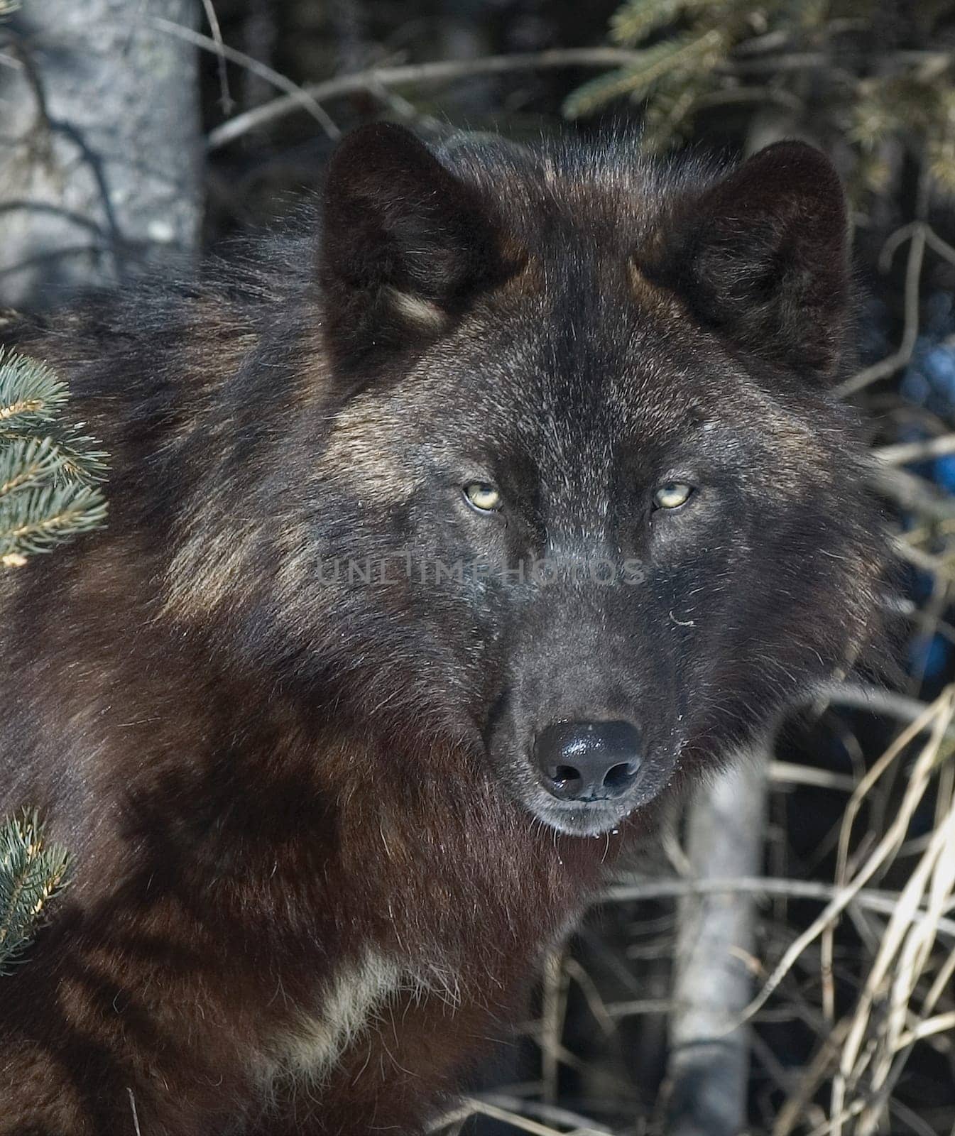 Black timber wolf
