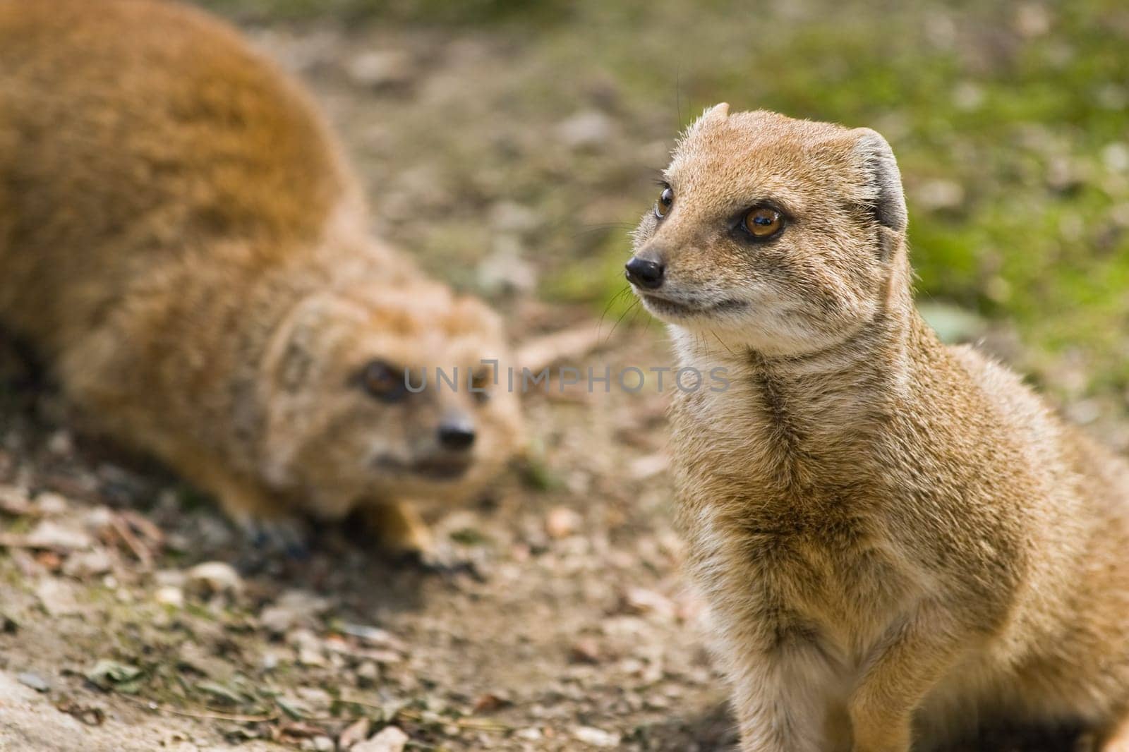 yellow mongoose agressive
