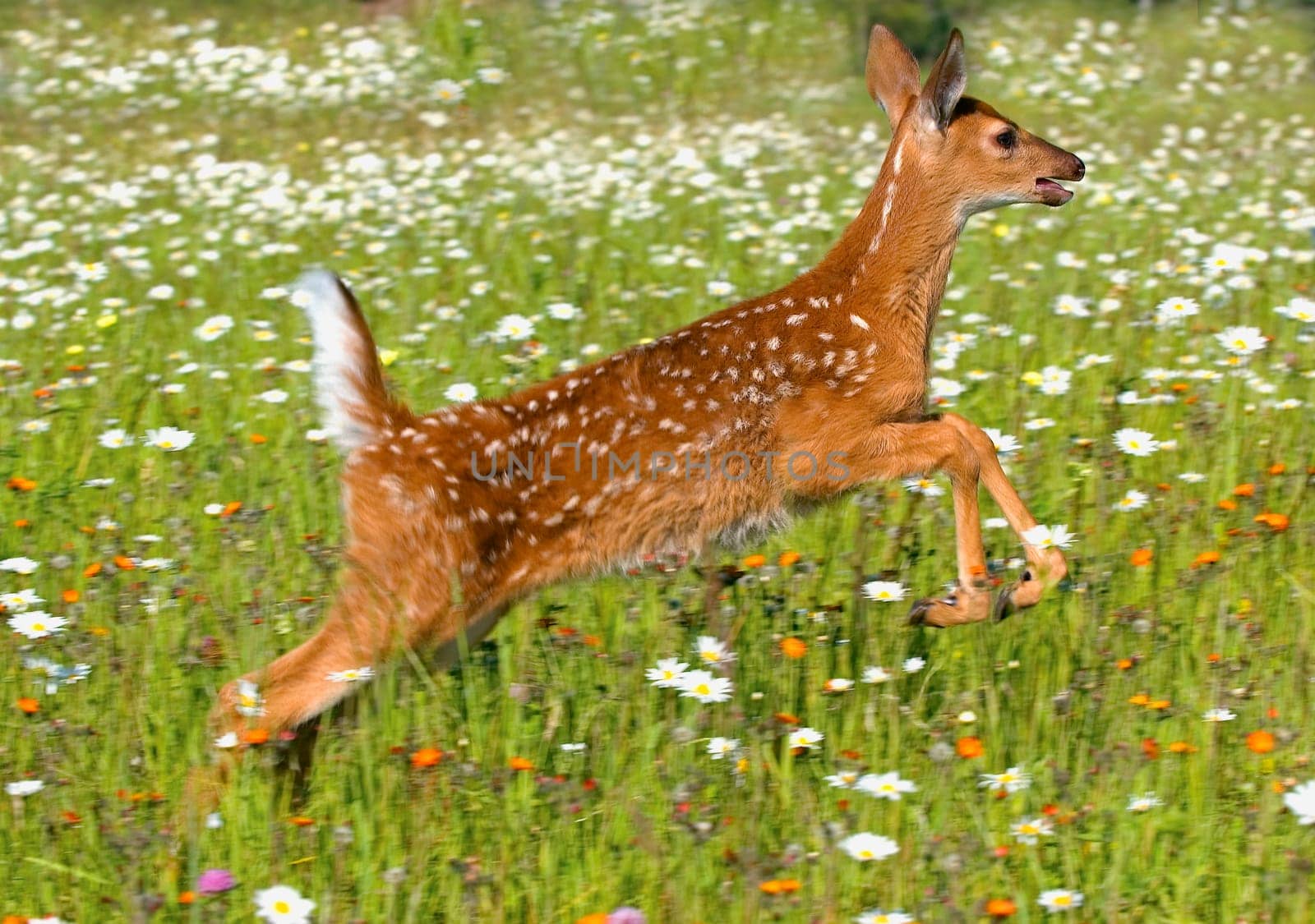 White tailed deer fawn in field of spring flowers
