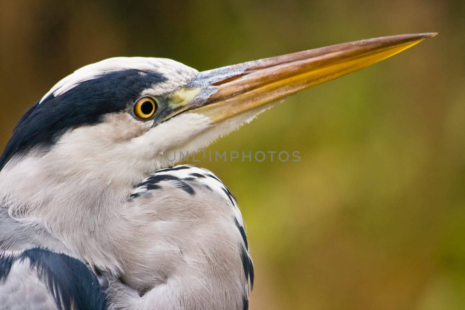 Grey heron in autumn