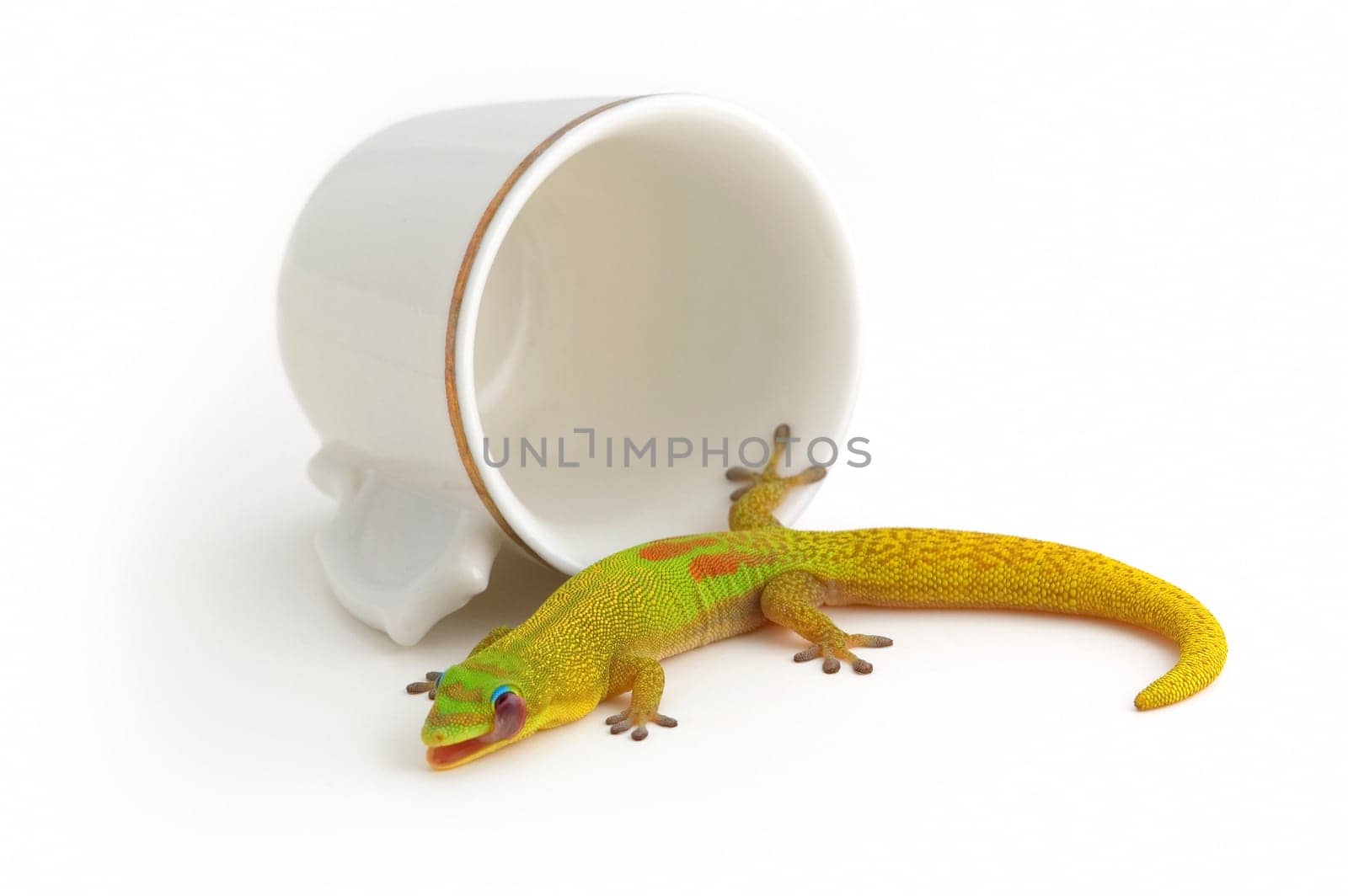 Gecko and tea cup