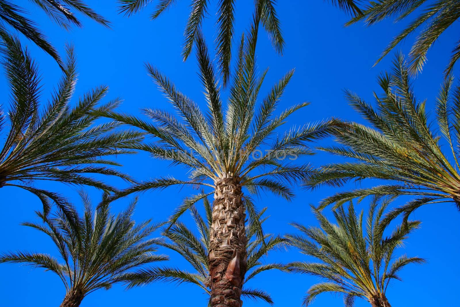 Palm trees