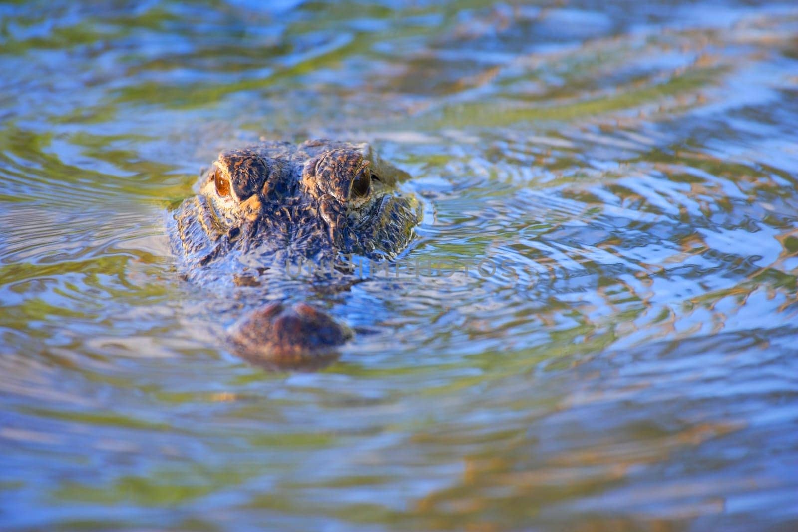 Alligator in water