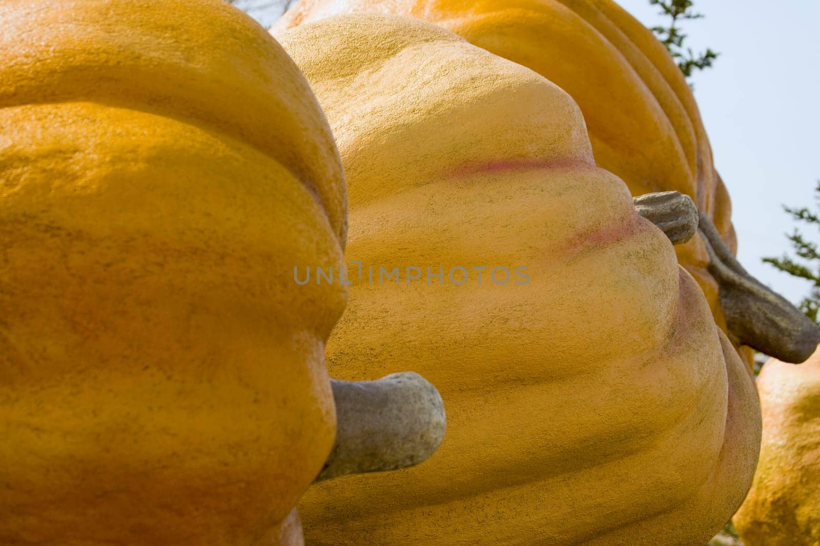 Closeup of pumpkins