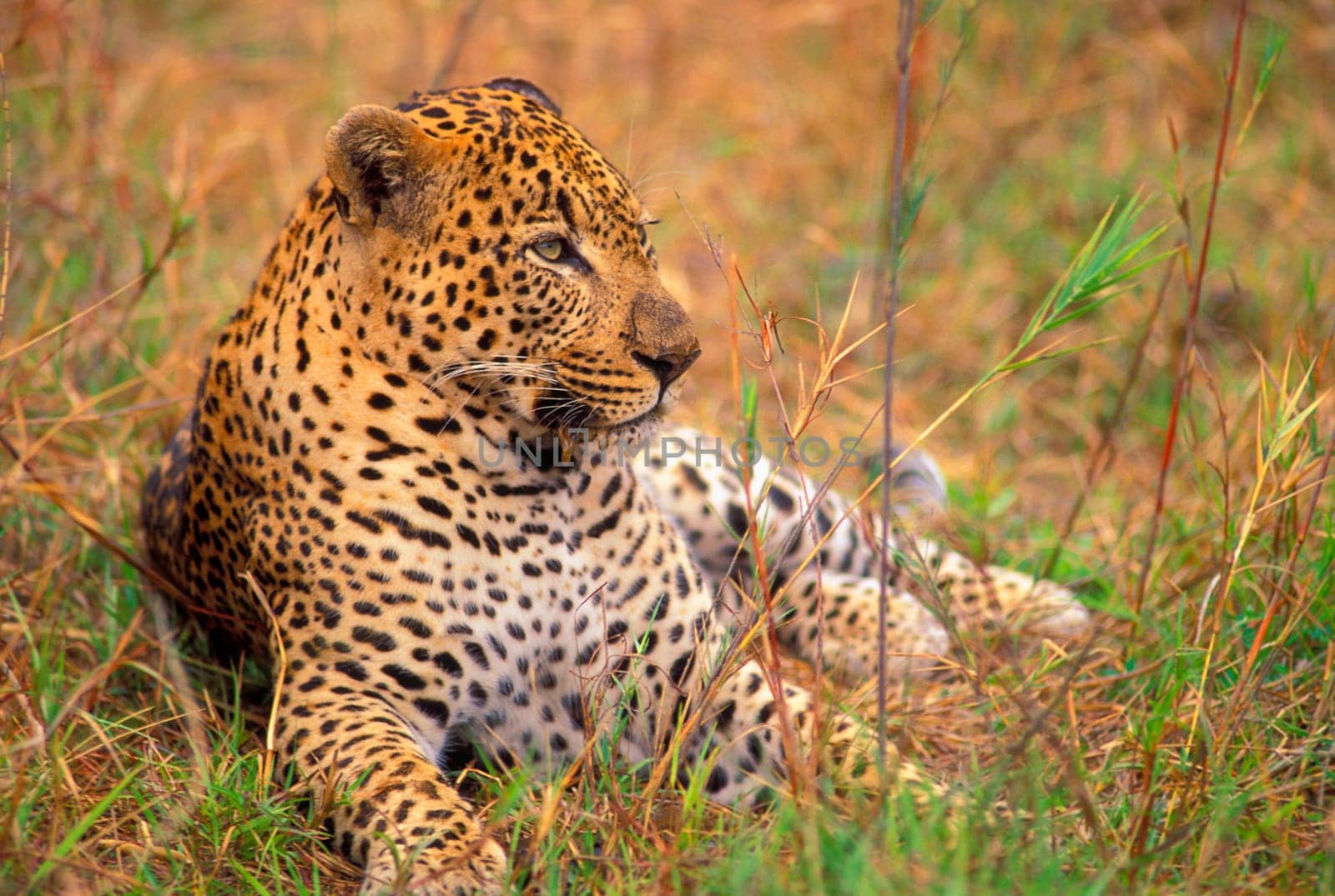Leopard lying in grass