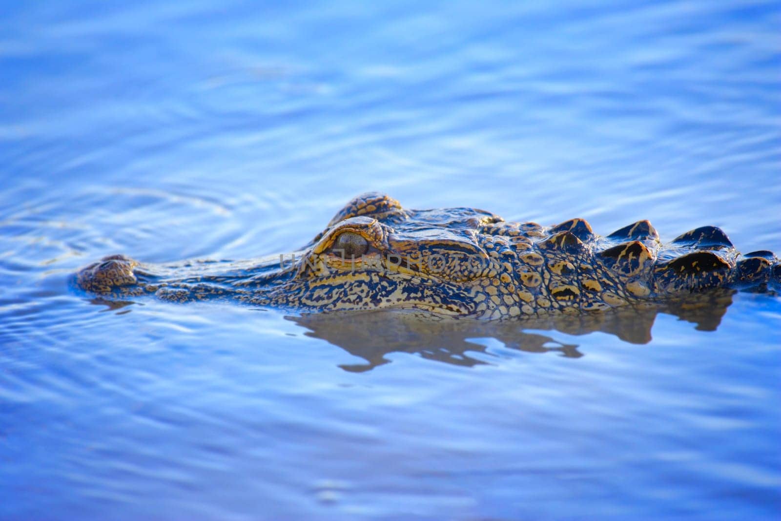 Alligator's eye peering above water