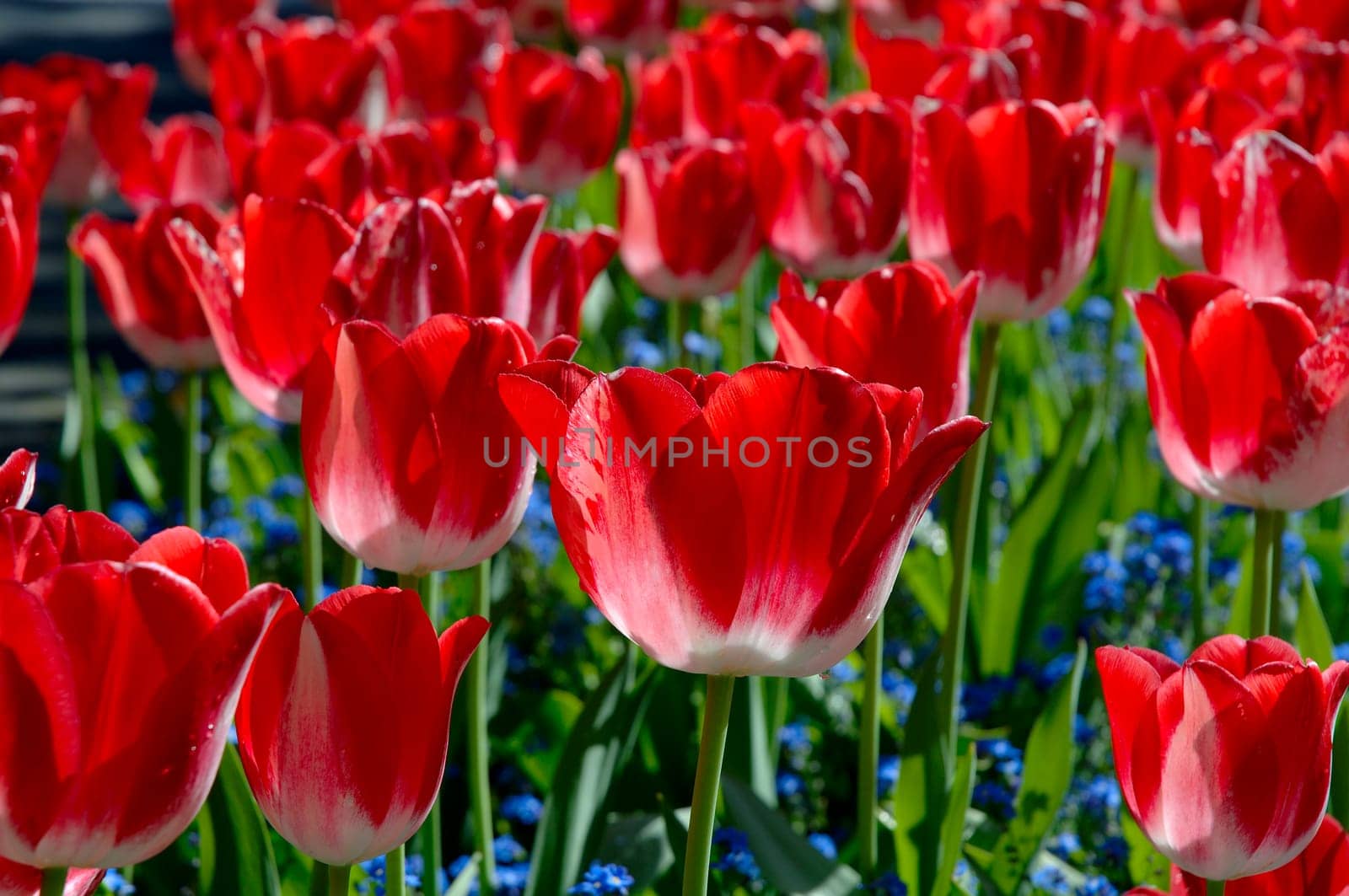Countless red tulips