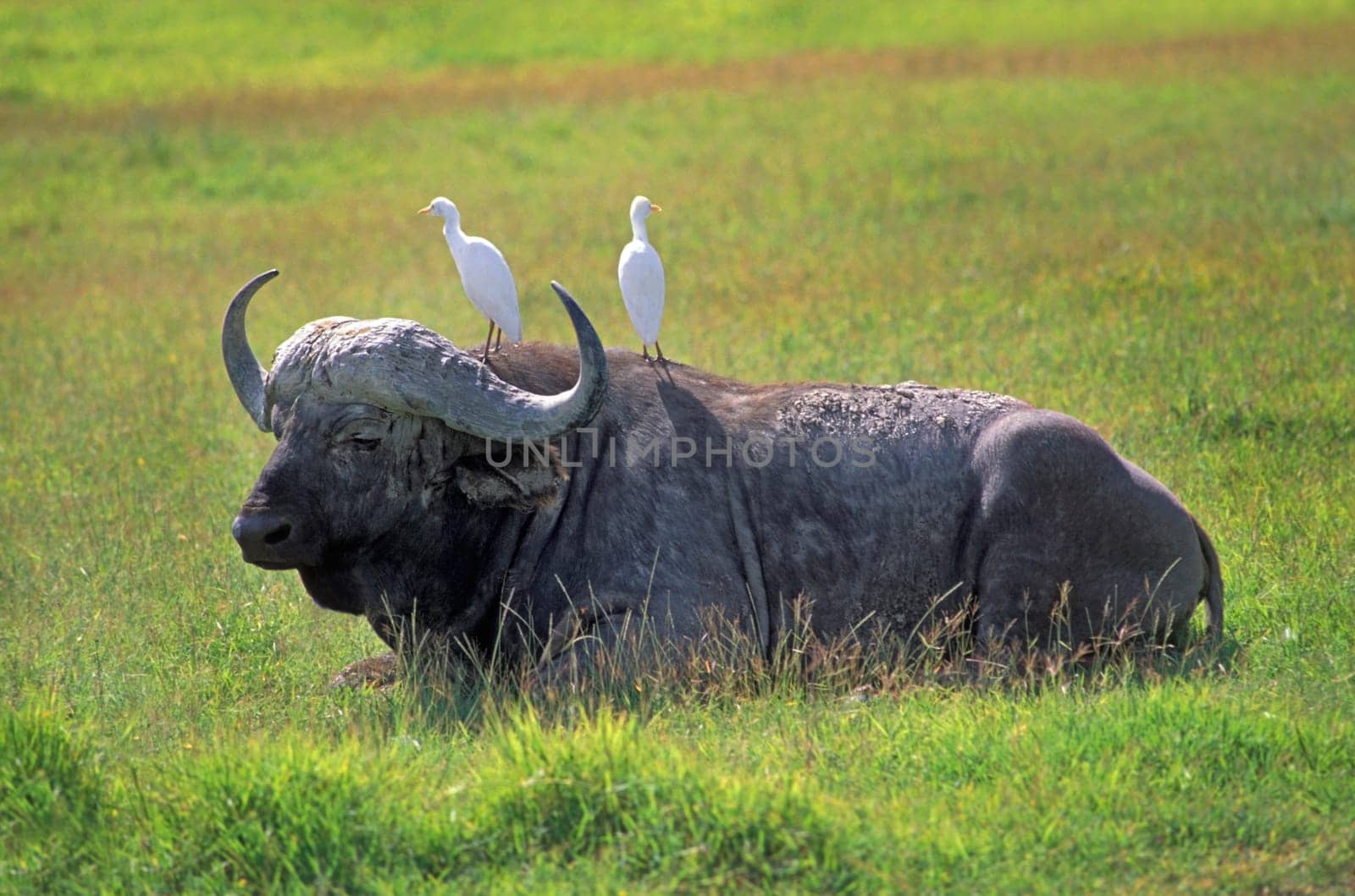 Cape buffalo in Tanzania