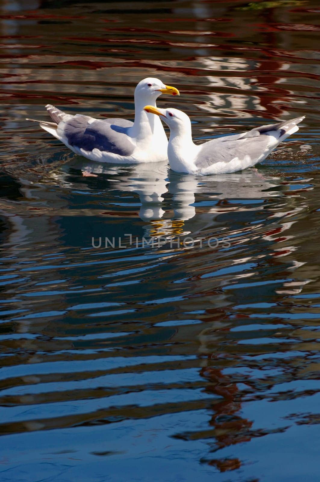 Two seagulls together