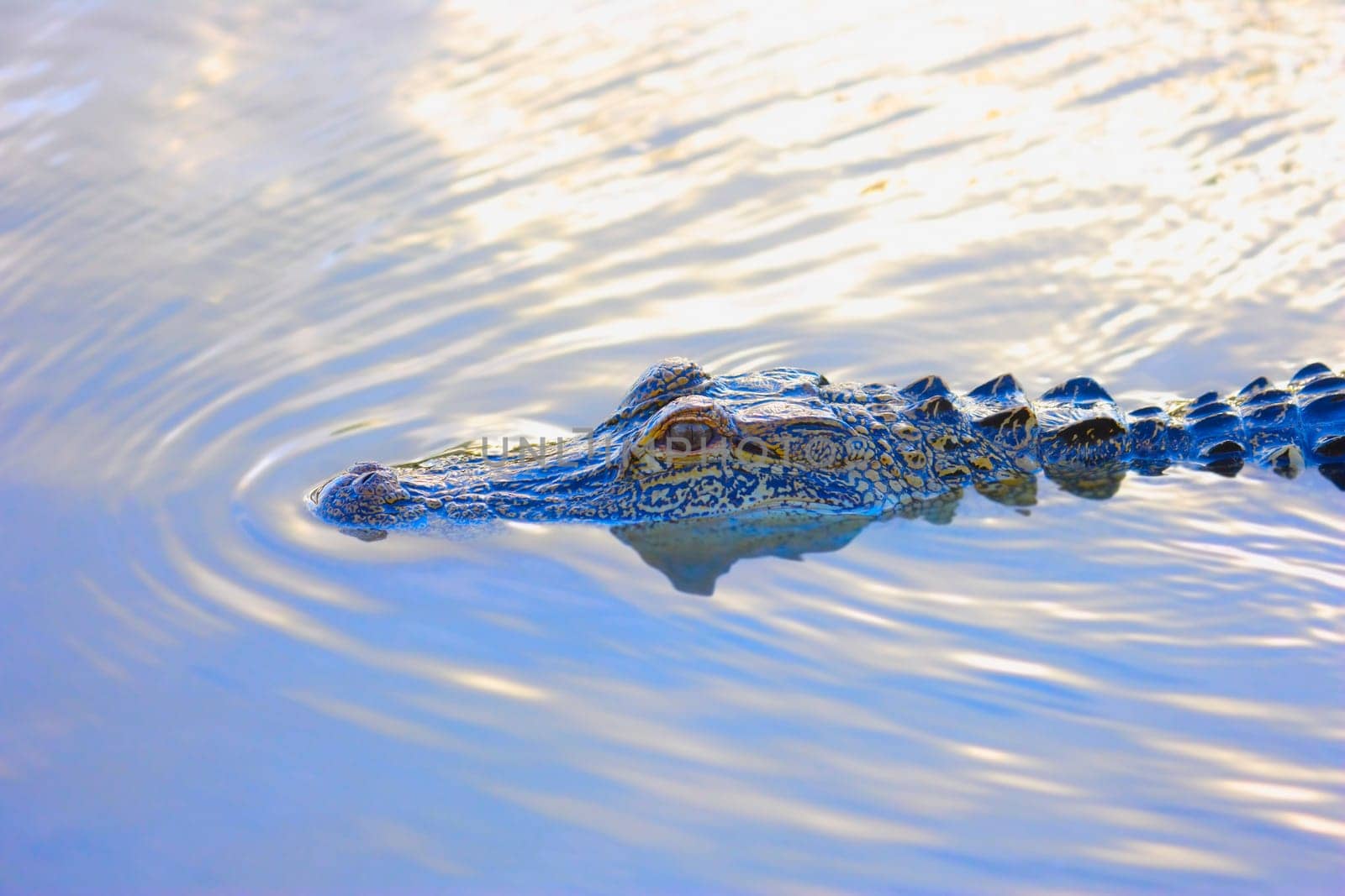 Alligator peeking above water
