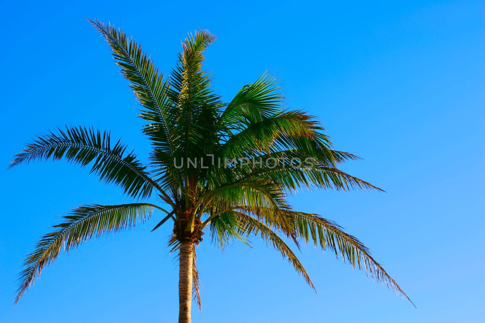 Single palm tree