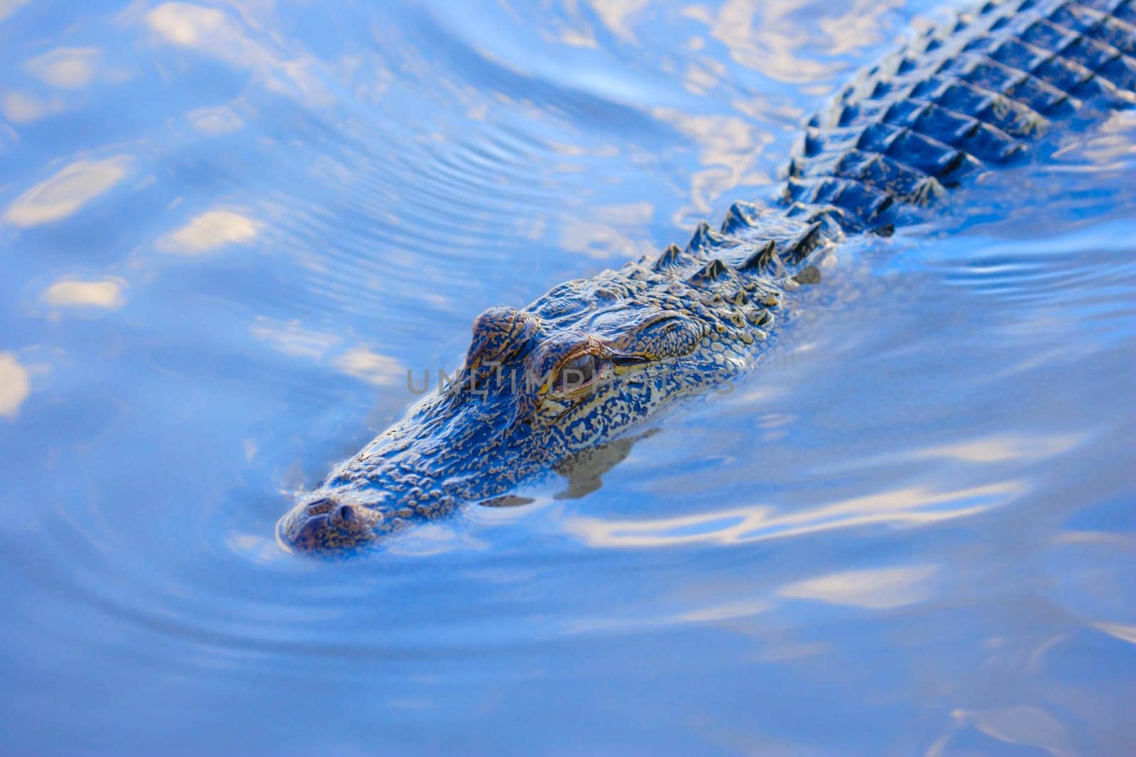 Alligator in water