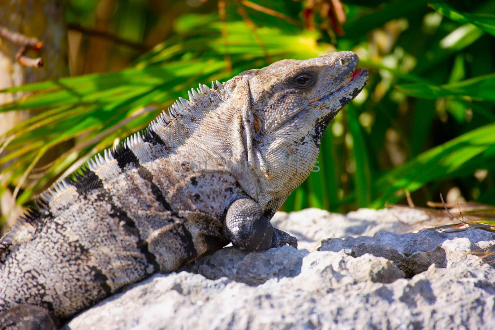 Iguana sunning itself on a rock