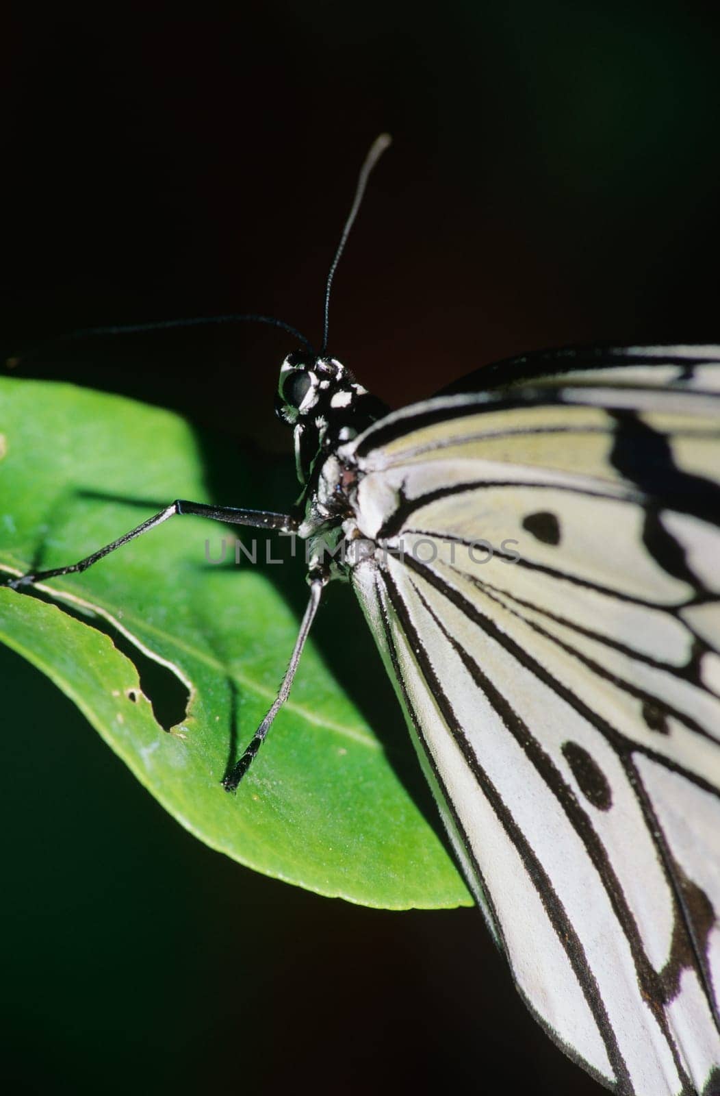 Butterfly on a leaf