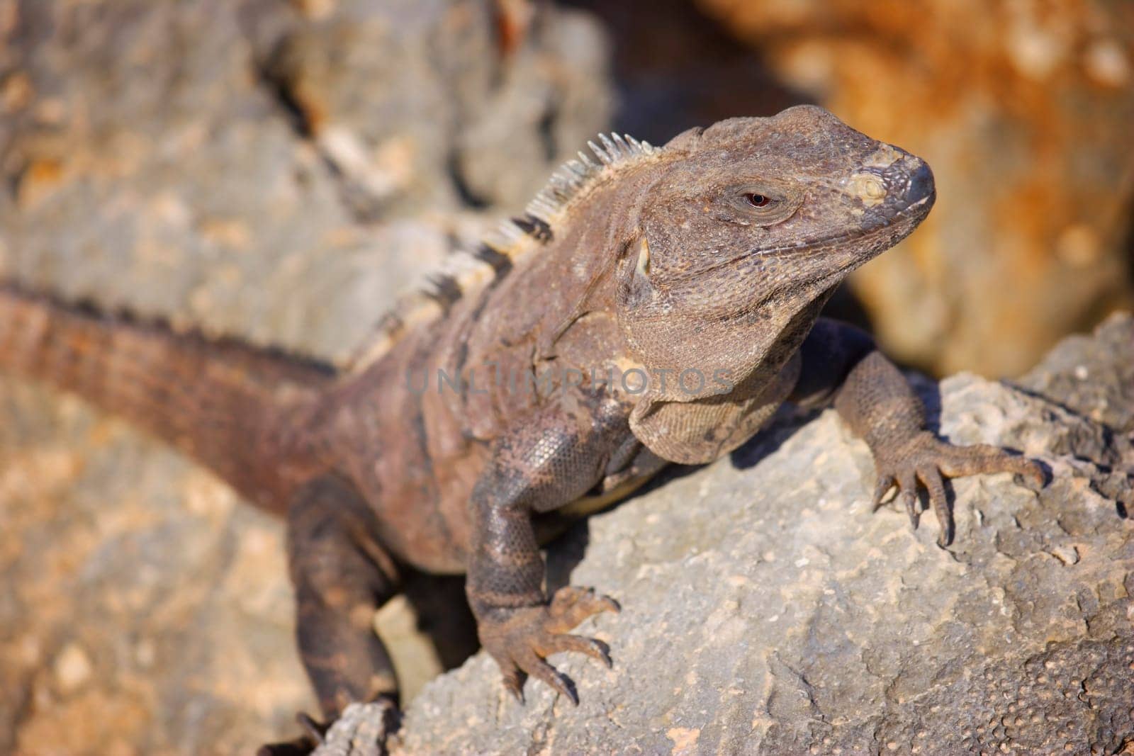 Iguana climbing a rock