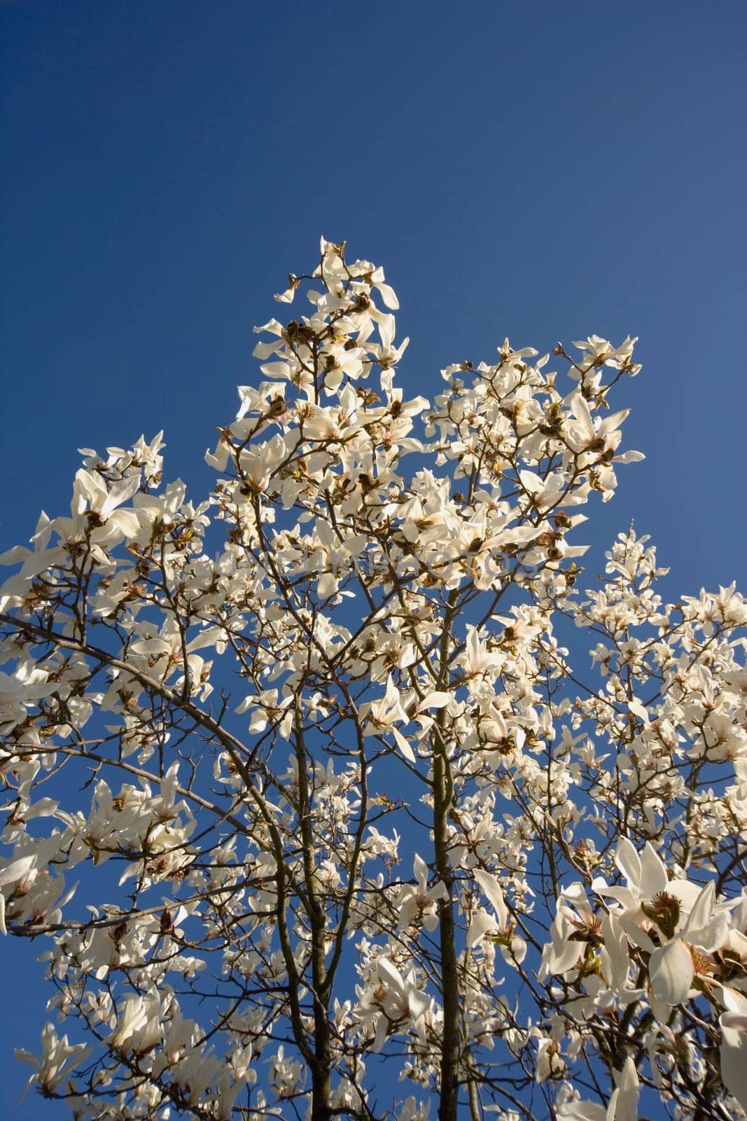 White blossoms