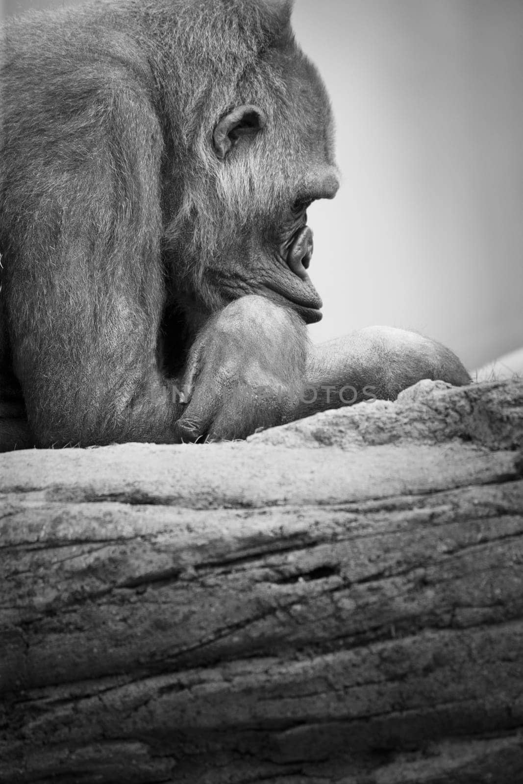 Gorilla resting
