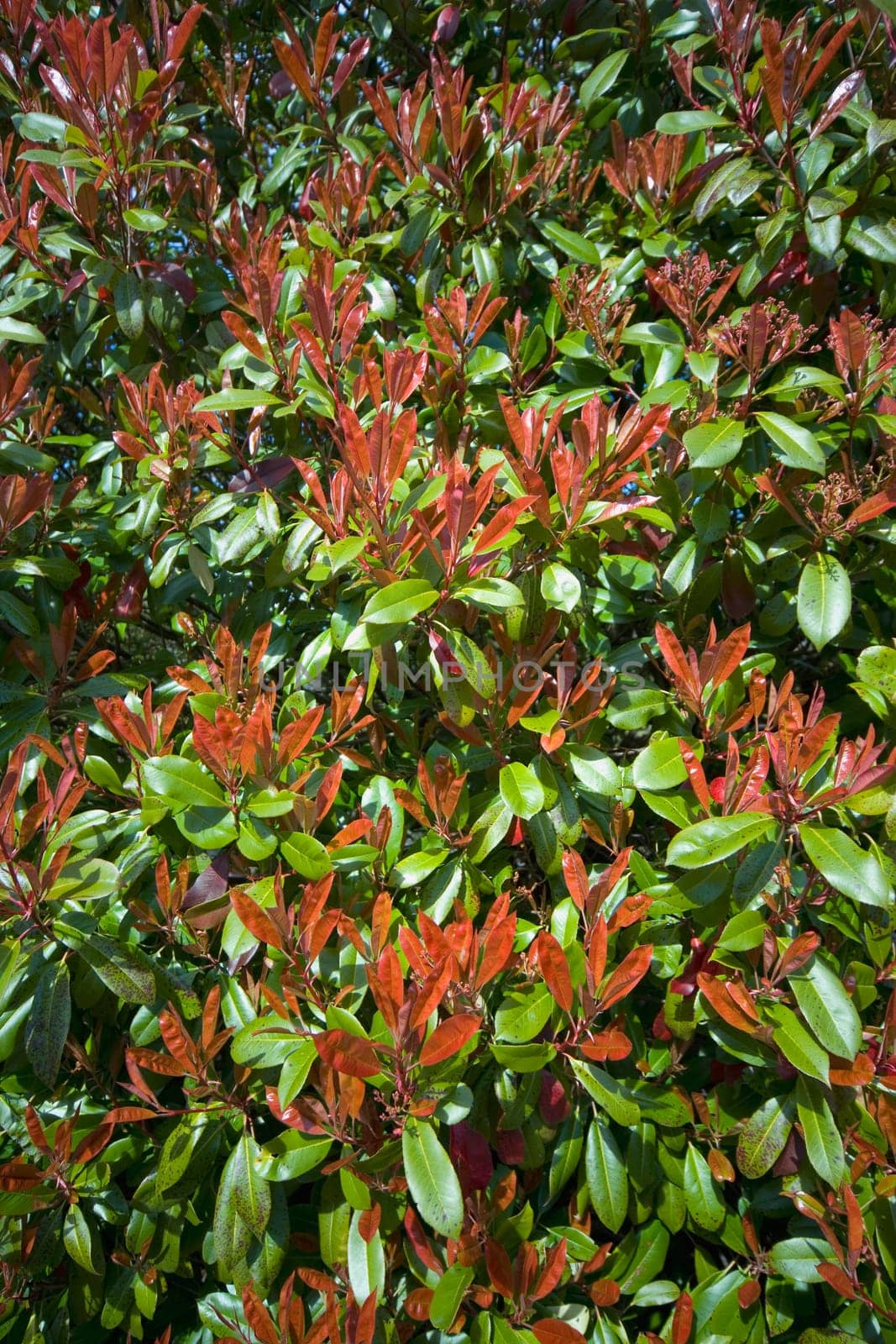 Shrubs