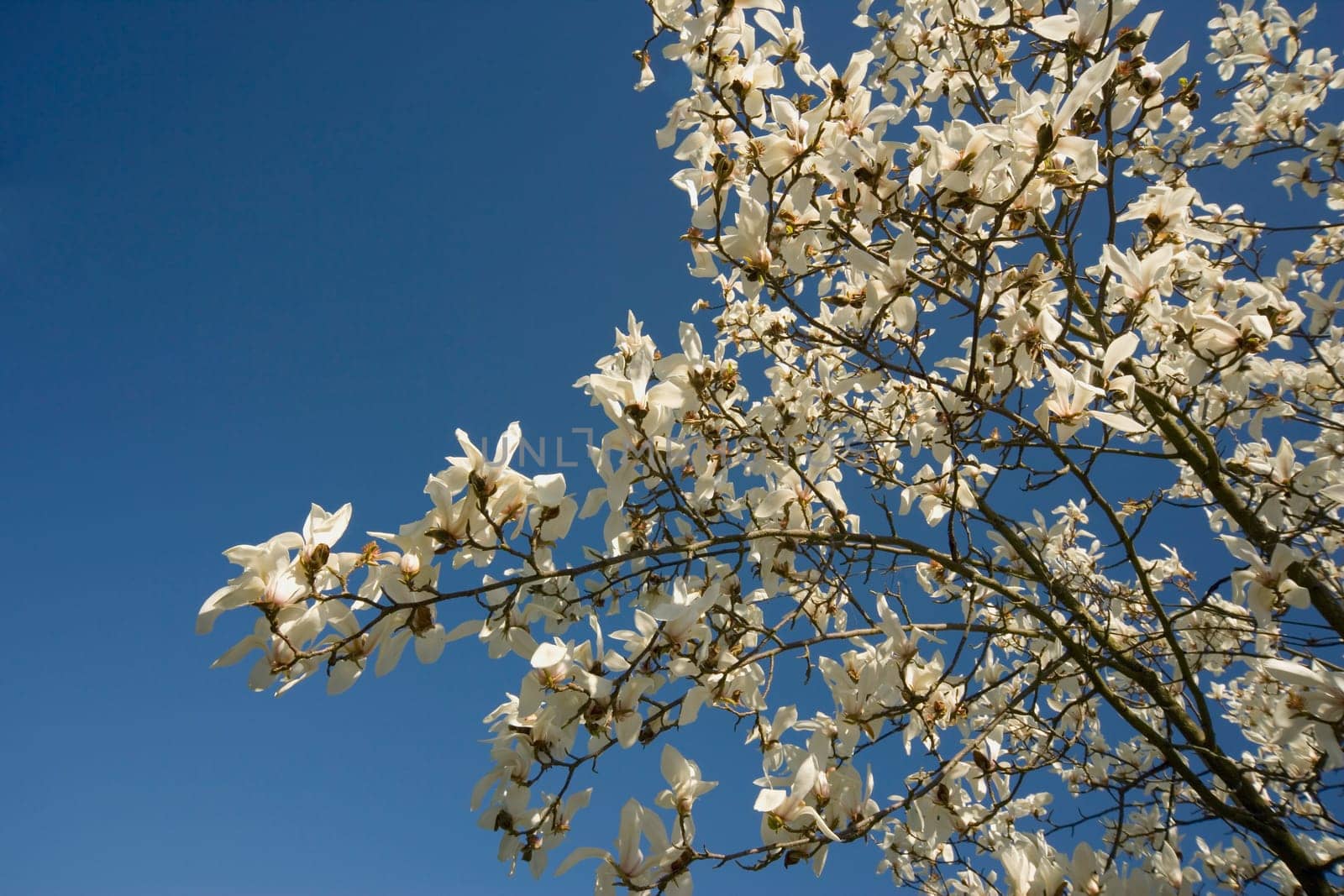 White blossoms