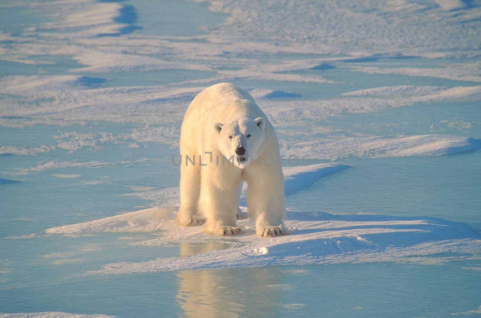 Polar bear on ice