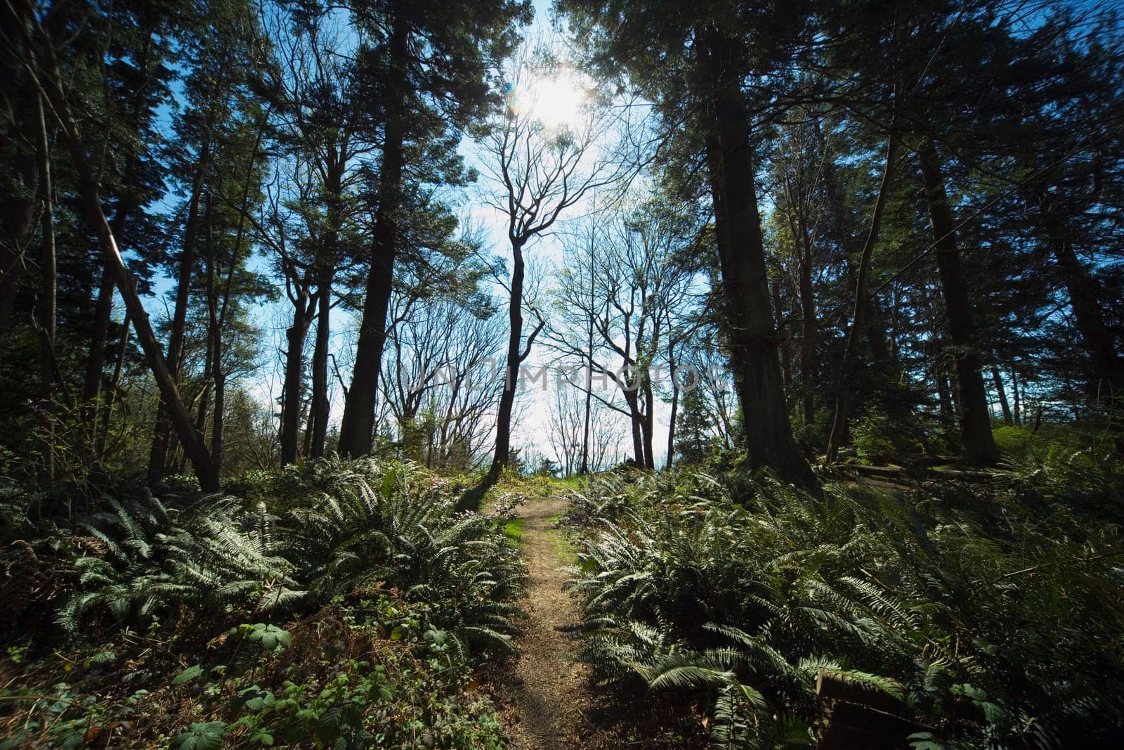 Path in a forest
