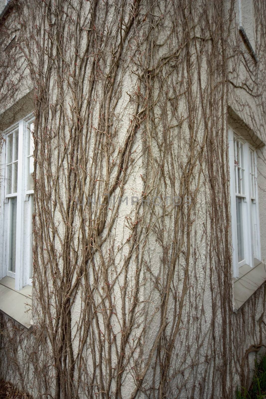 Exterior with vine growth