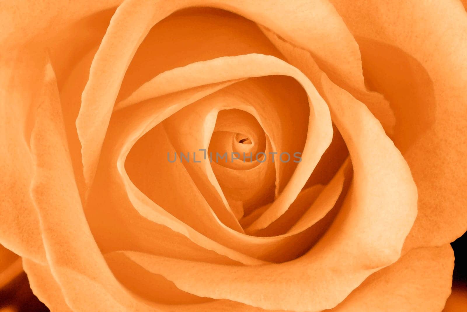 Orange tea rose