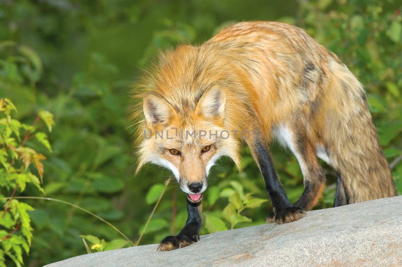 Red fox