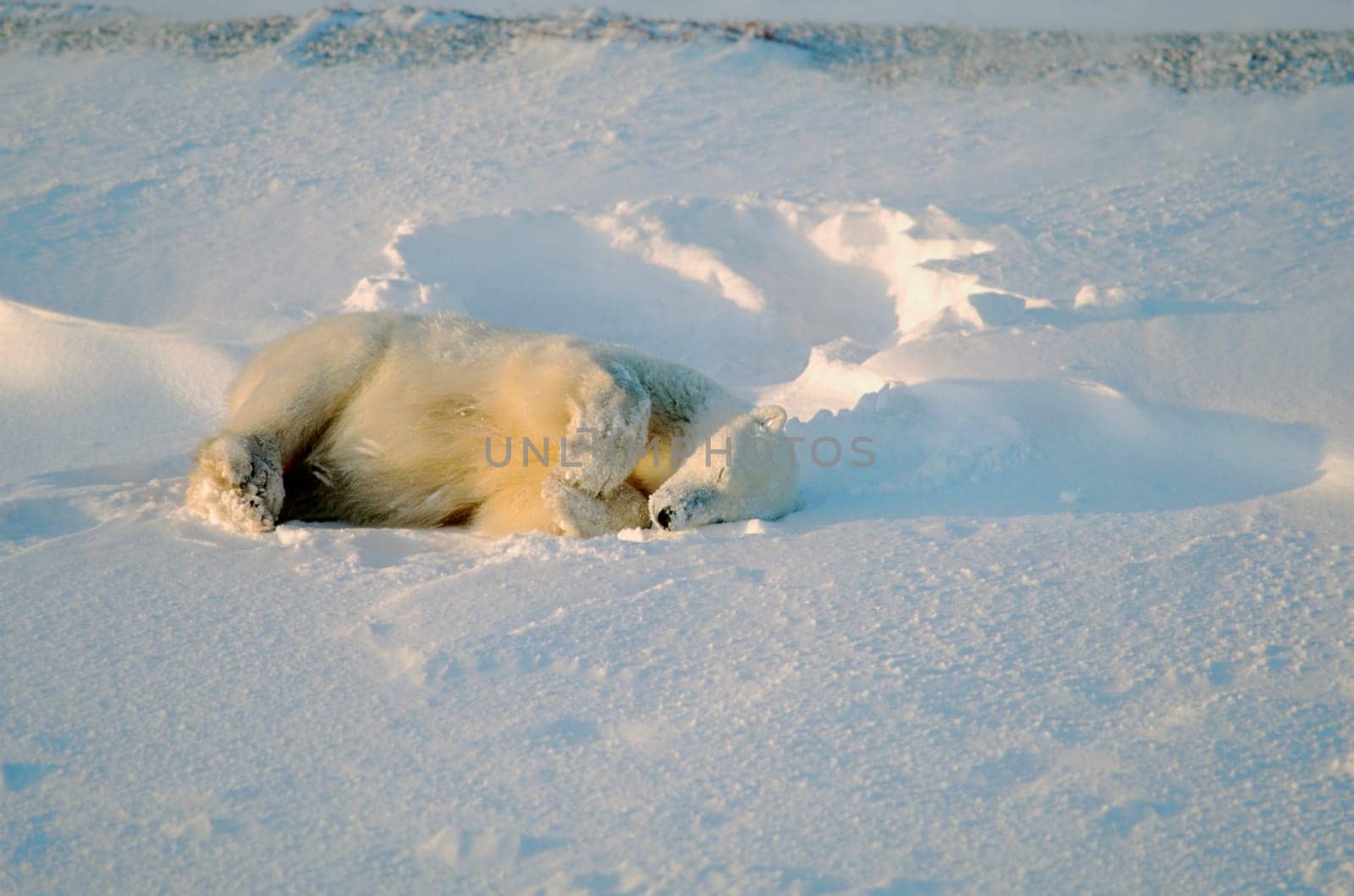 Polar bear sleeping in snow